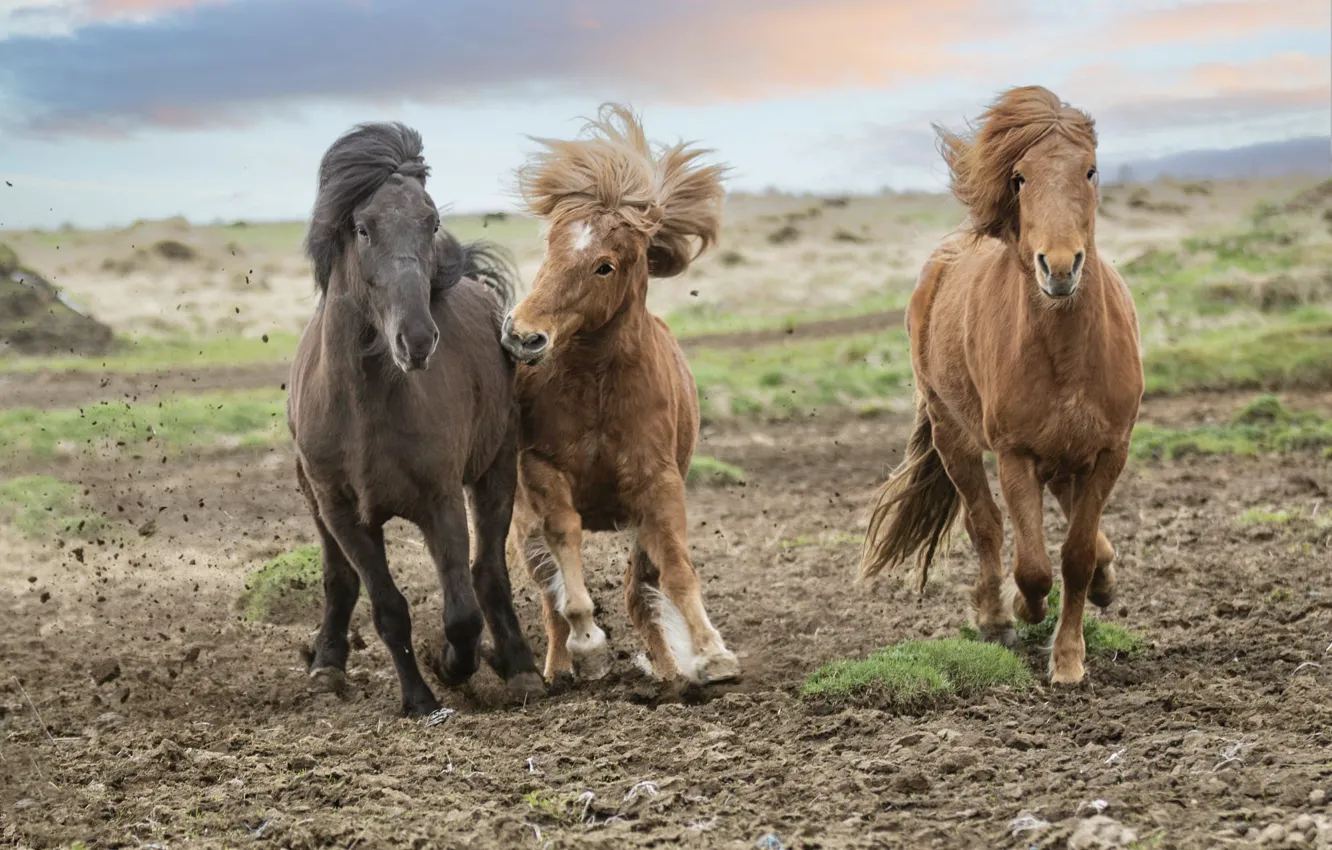 Photo wallpaper field, the sky, look, face, nature, pose, horse, horse