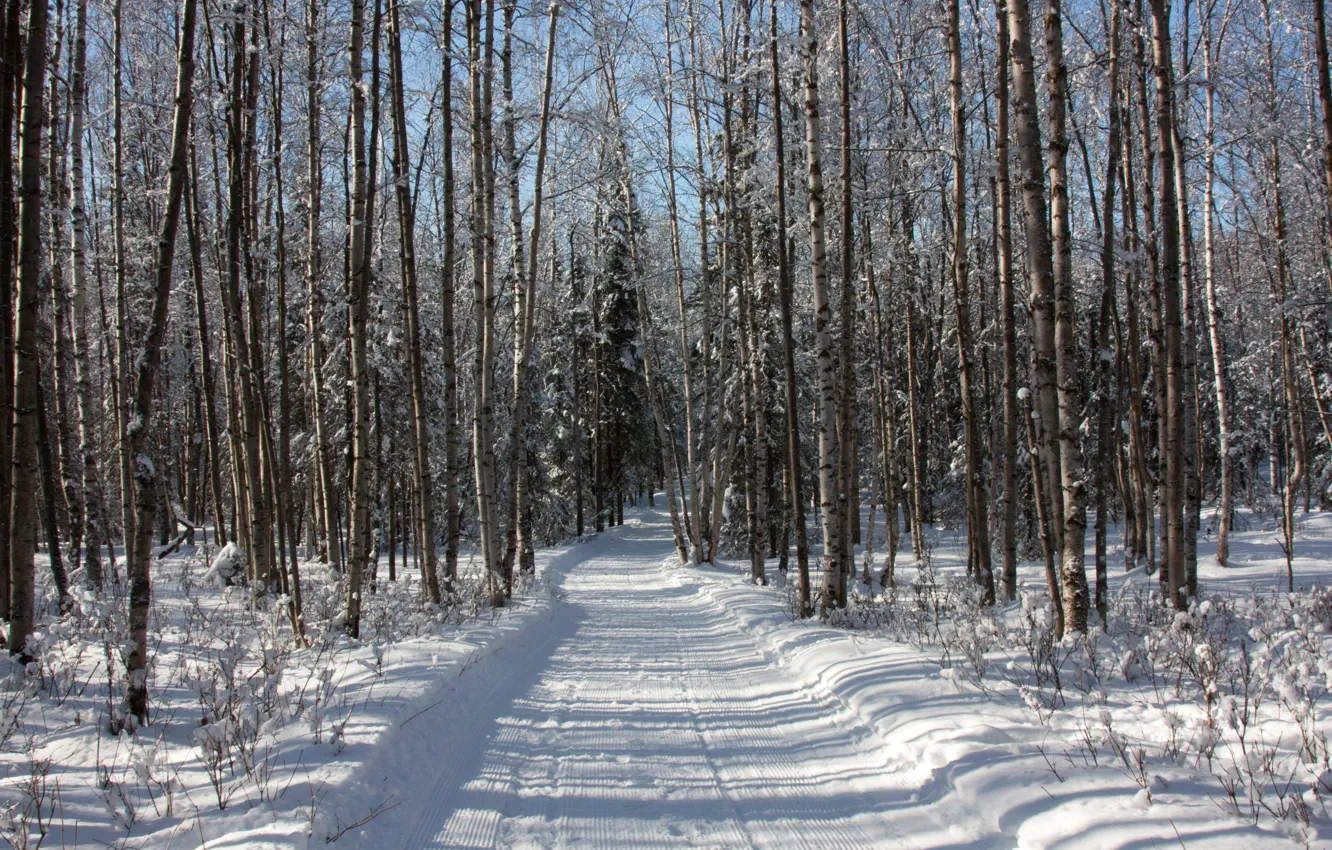 Photo wallpaper winter, road, forest, snow, trees, traces