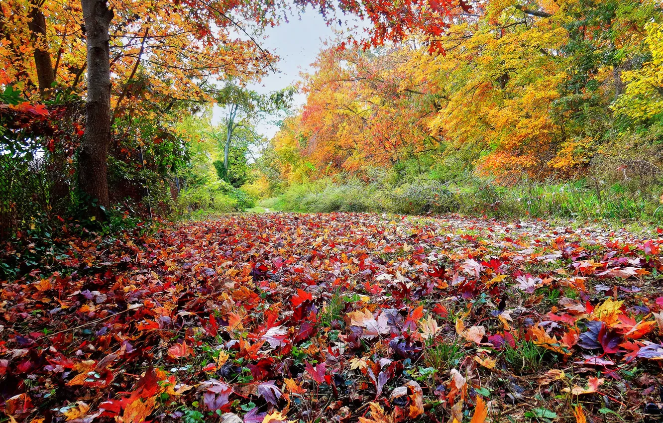 Photo wallpaper autumn, forest, grass, leaves, trees, Park