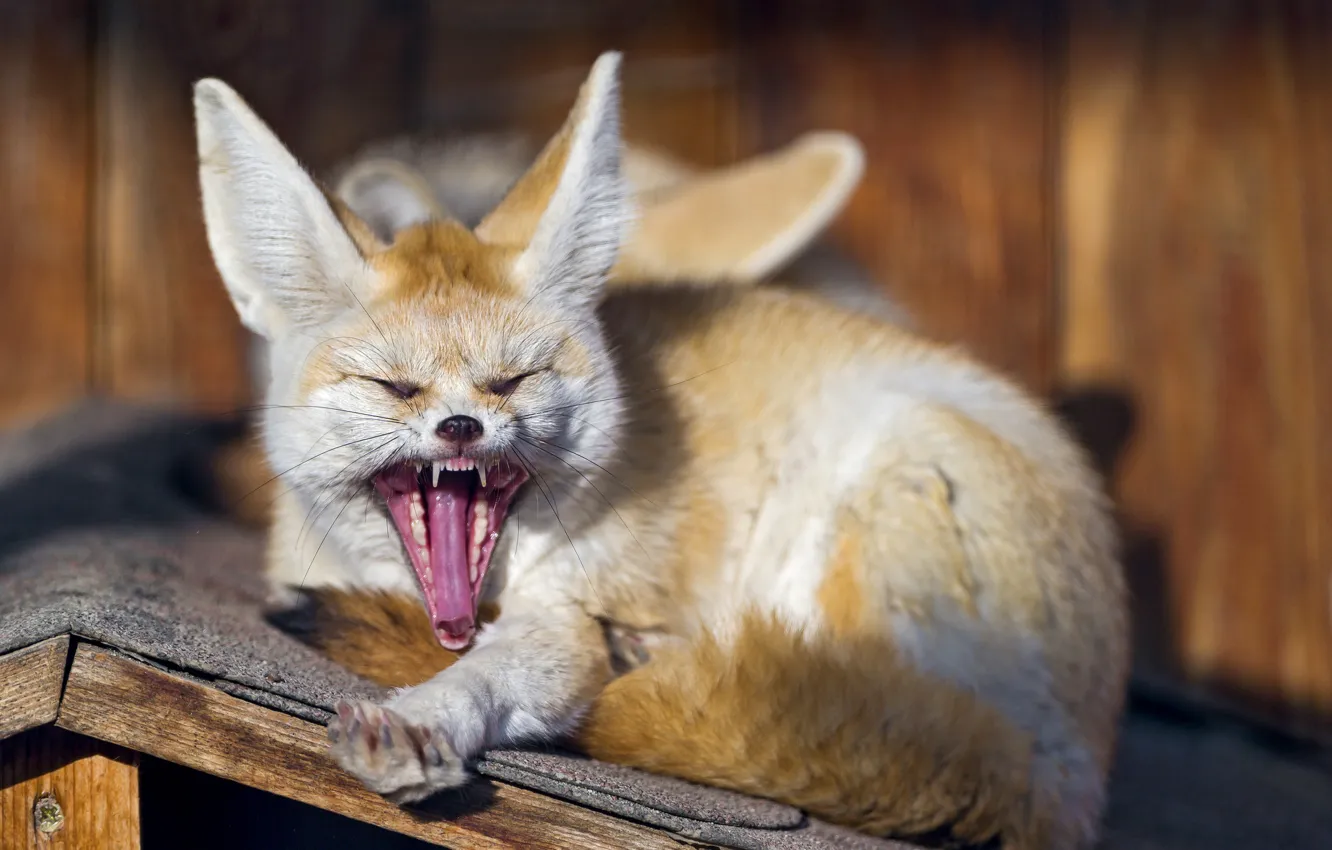 Photo wallpaper face, Fox, fangs, yawns, Fenech, ©Tambako The Jaguar