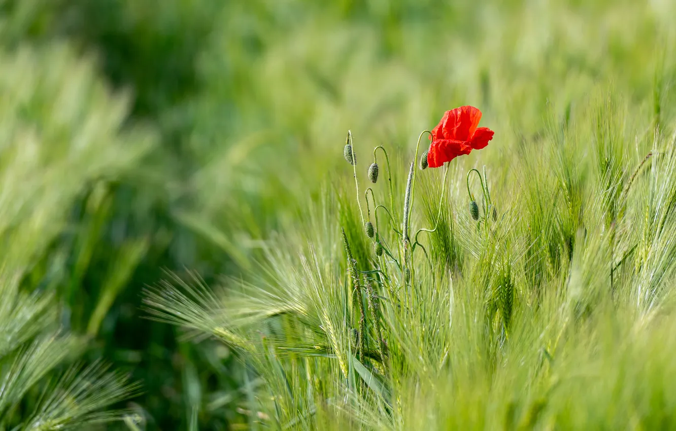 Photo wallpaper field, flowers, Mac, rye, Maki, ears, rye field