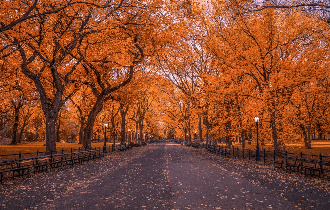 Photo wallpaper autumn, trees, Park, foliage, New York, the evening, John S