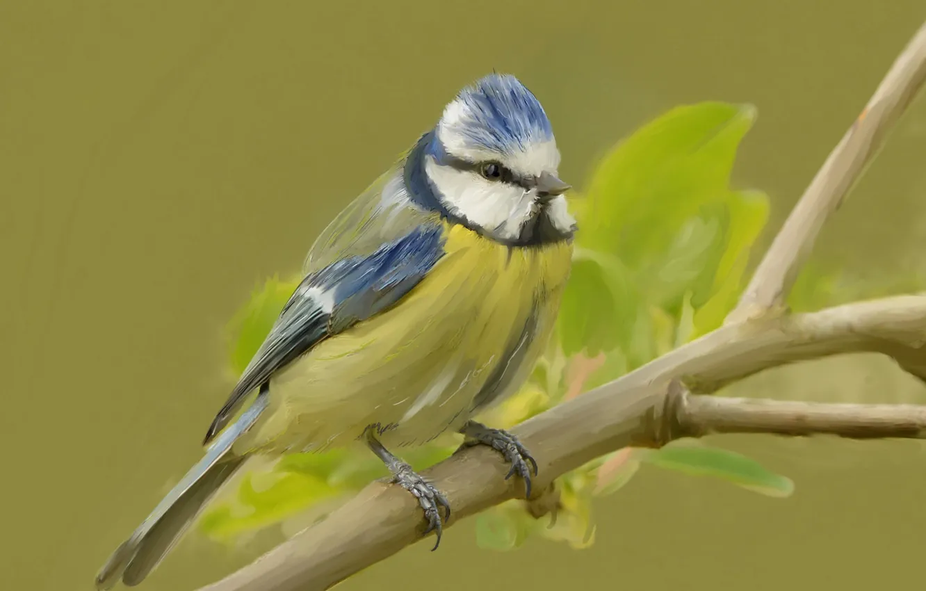 Photo wallpaper branches, bird, common blue tit