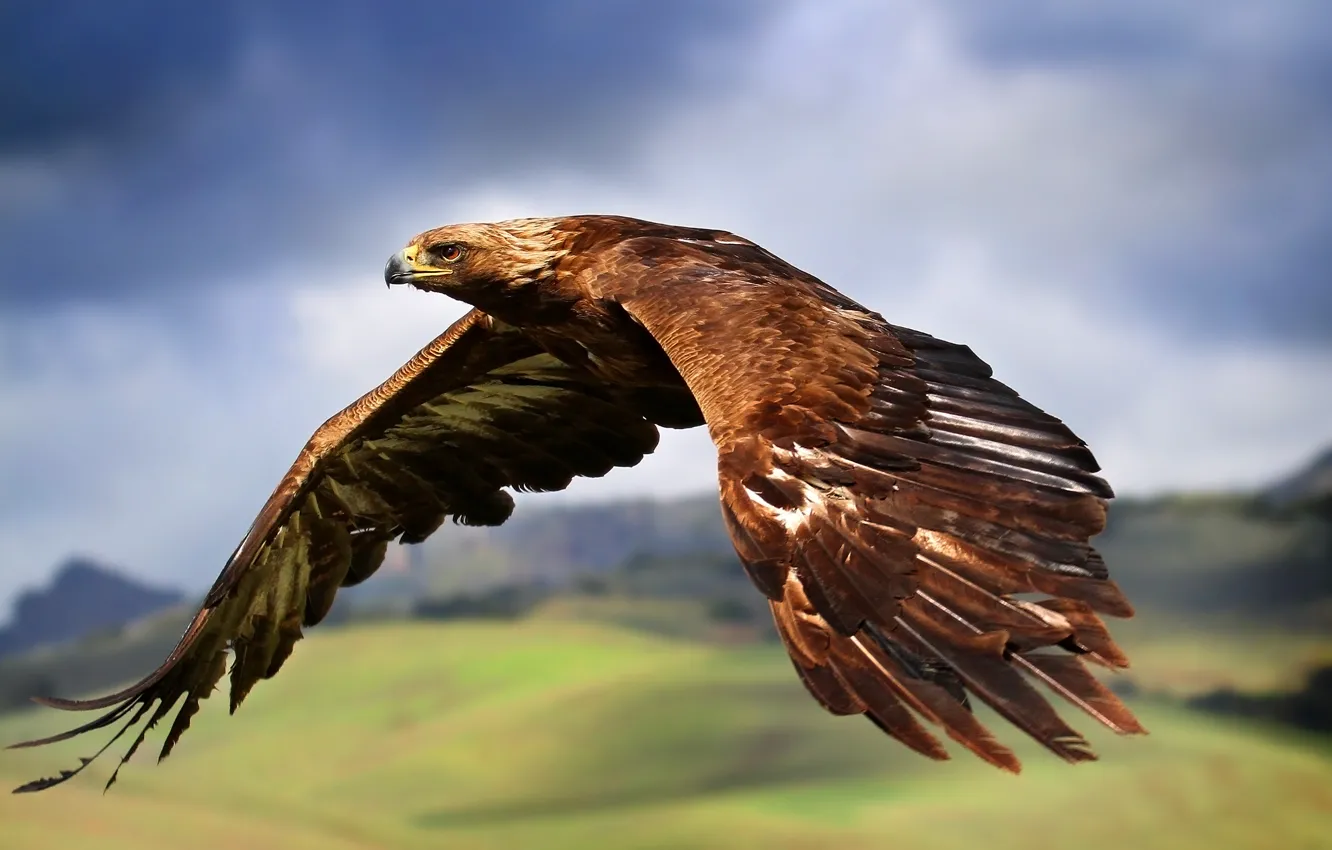 Photo wallpaper flight, bird, wings, Eagle, stroke