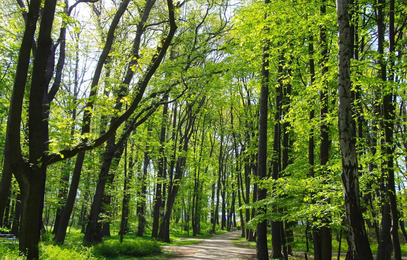 Photo wallpaper park, spring, alley