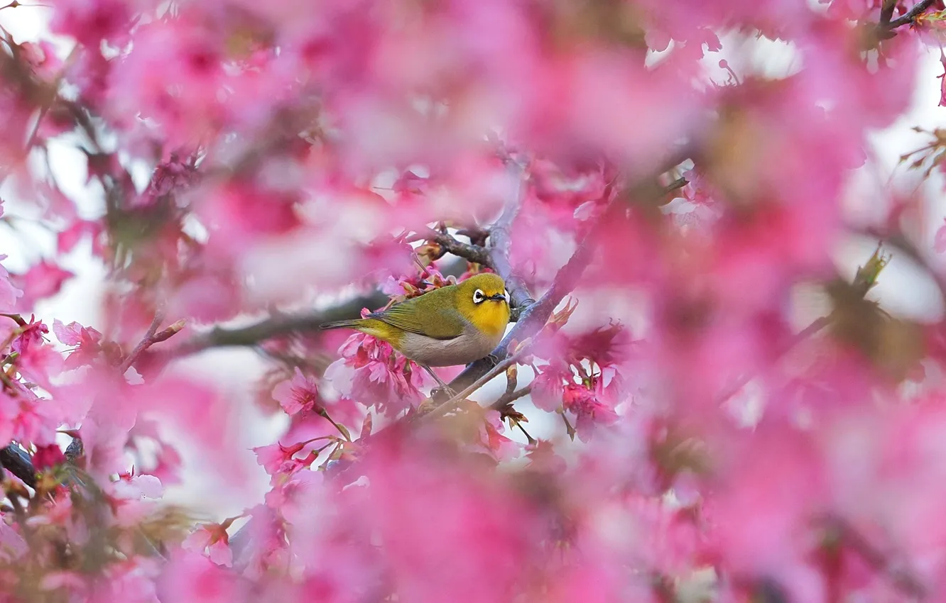 Photo wallpaper branches, bird, spring, Sakura, flowering, bokeh, Japanese white-eye
