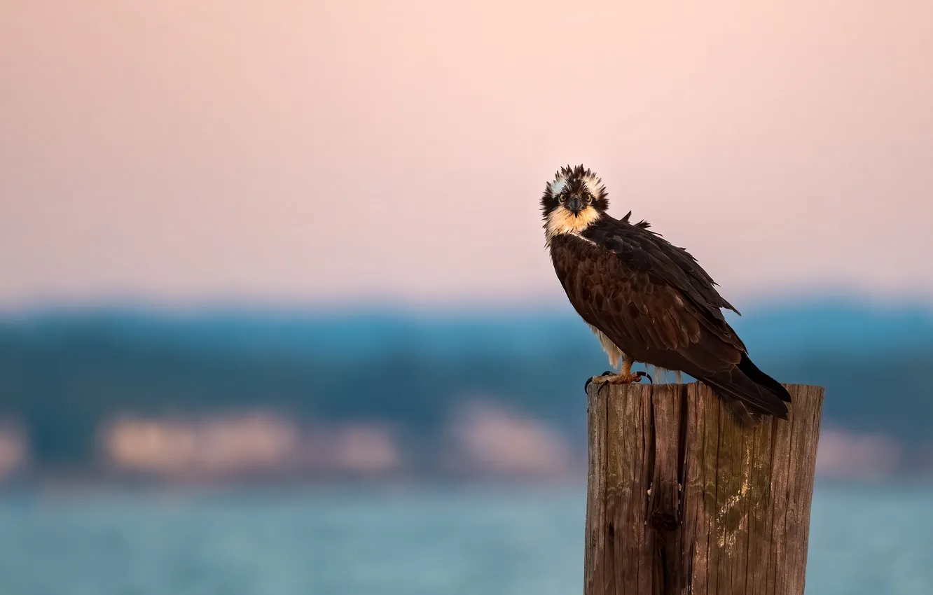 Photo wallpaper the sky, look, nature, bird, posts, morning, pond, predatory