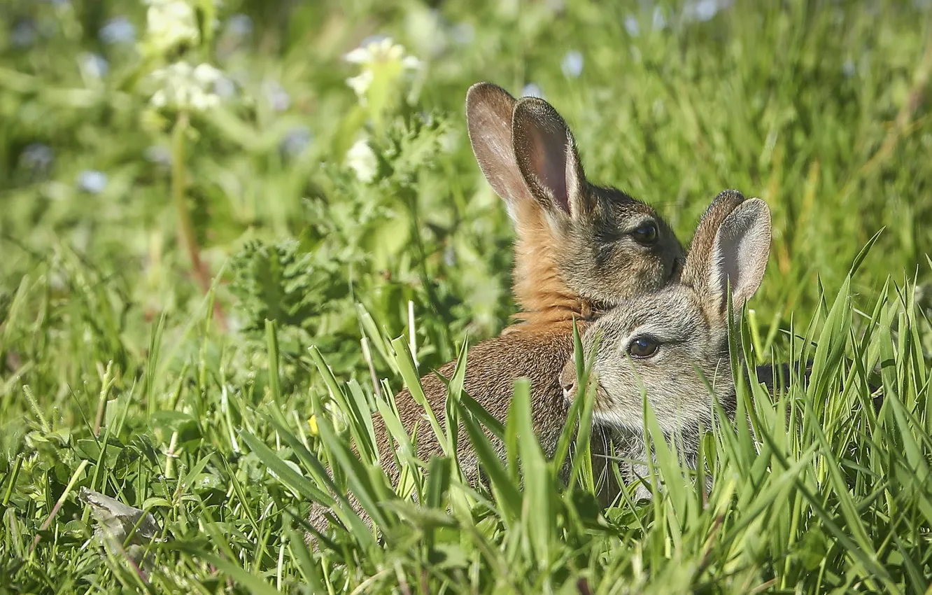 Photo wallpaper grass, hare, ears