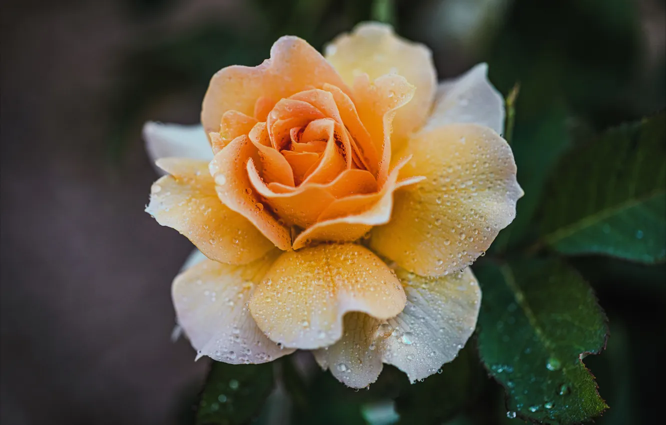 Photo wallpaper macro, flowers, yellow, roses
