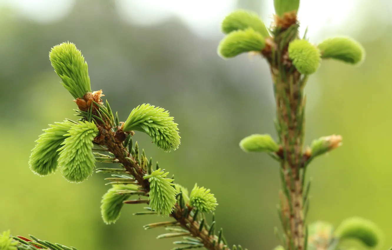 Photo wallpaper spring, plant, spruce, twig