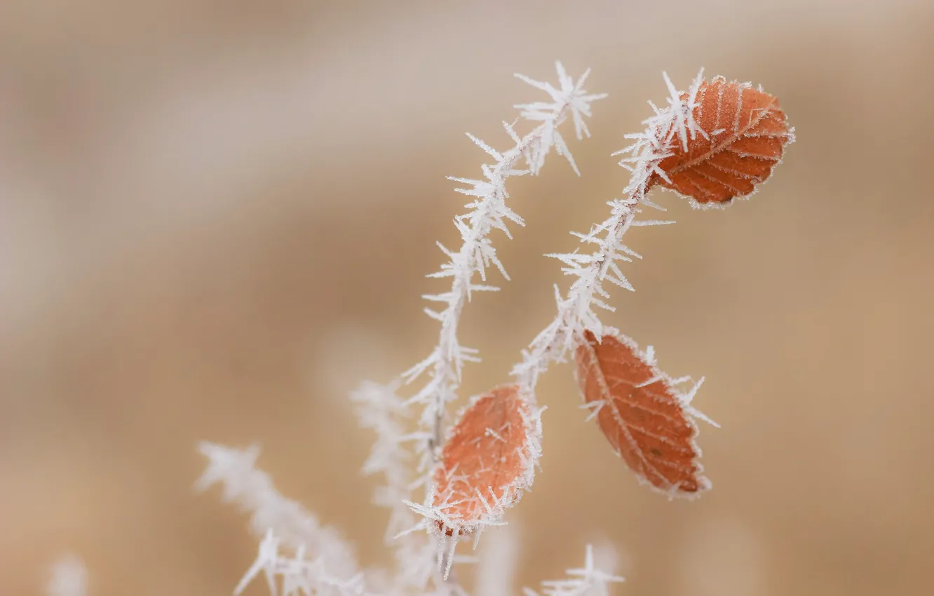 Photo wallpaper frost, leaves, macro, branches, background, Elm