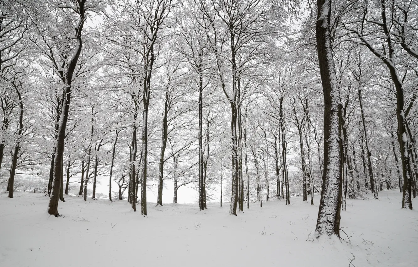 Photo wallpaper winter, forest, snow, trees, England