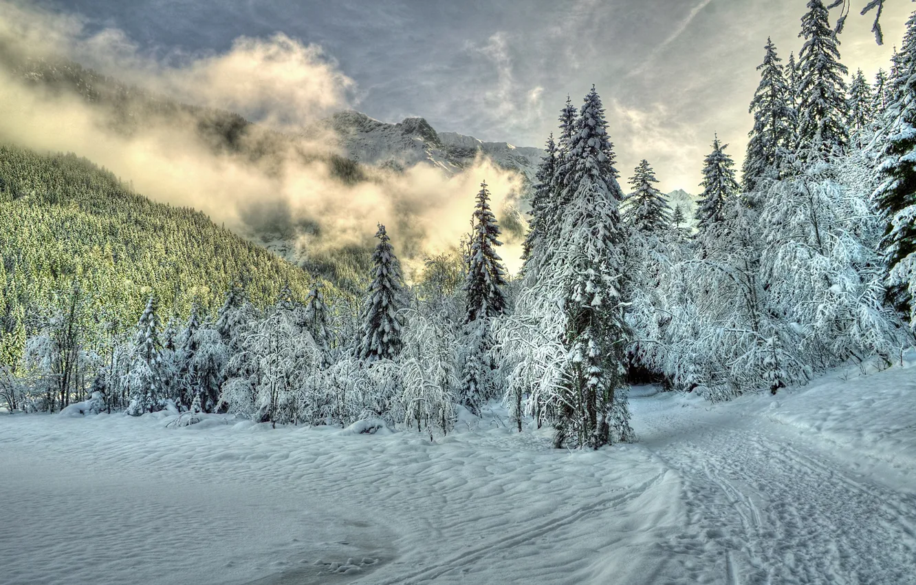 Photo wallpaper winter, forest, clouds, snow, fog, hills, spruce