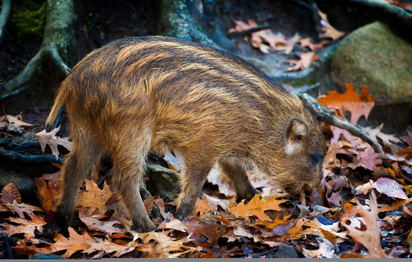 Photo wallpaper forest, nature, Little Piglet