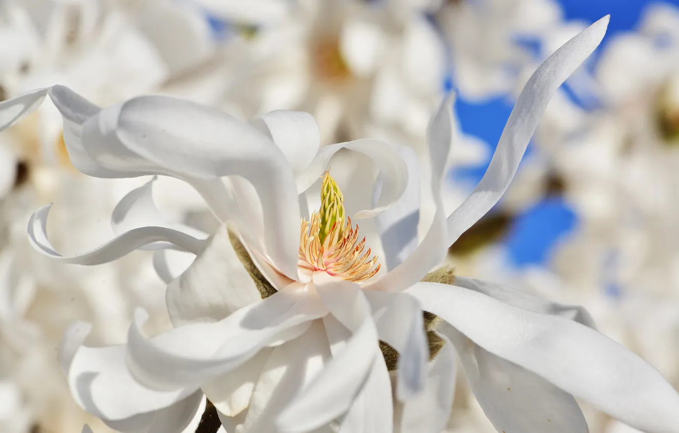 Photo wallpaper macro, nature, petals, Magnolia