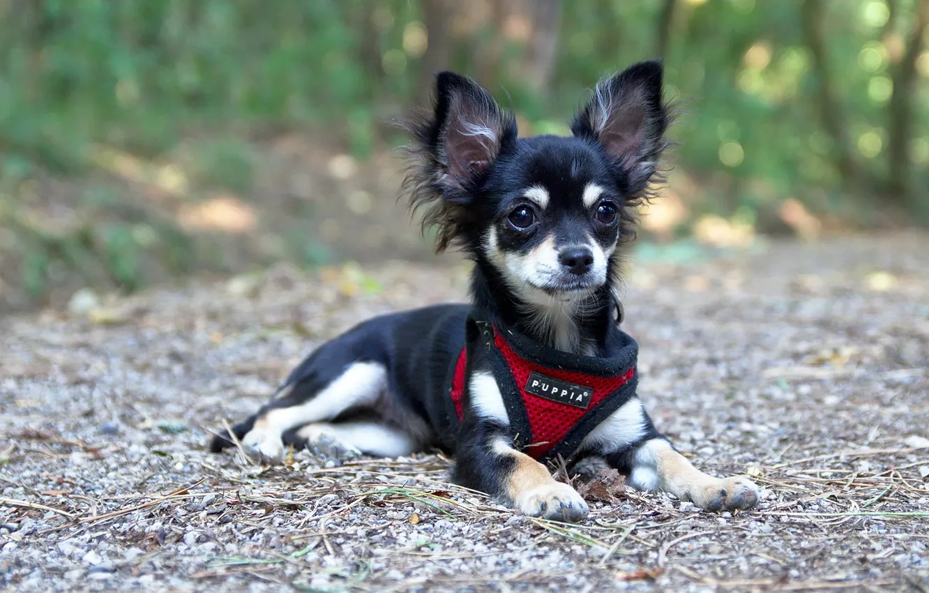 Photo wallpaper look, each, dog