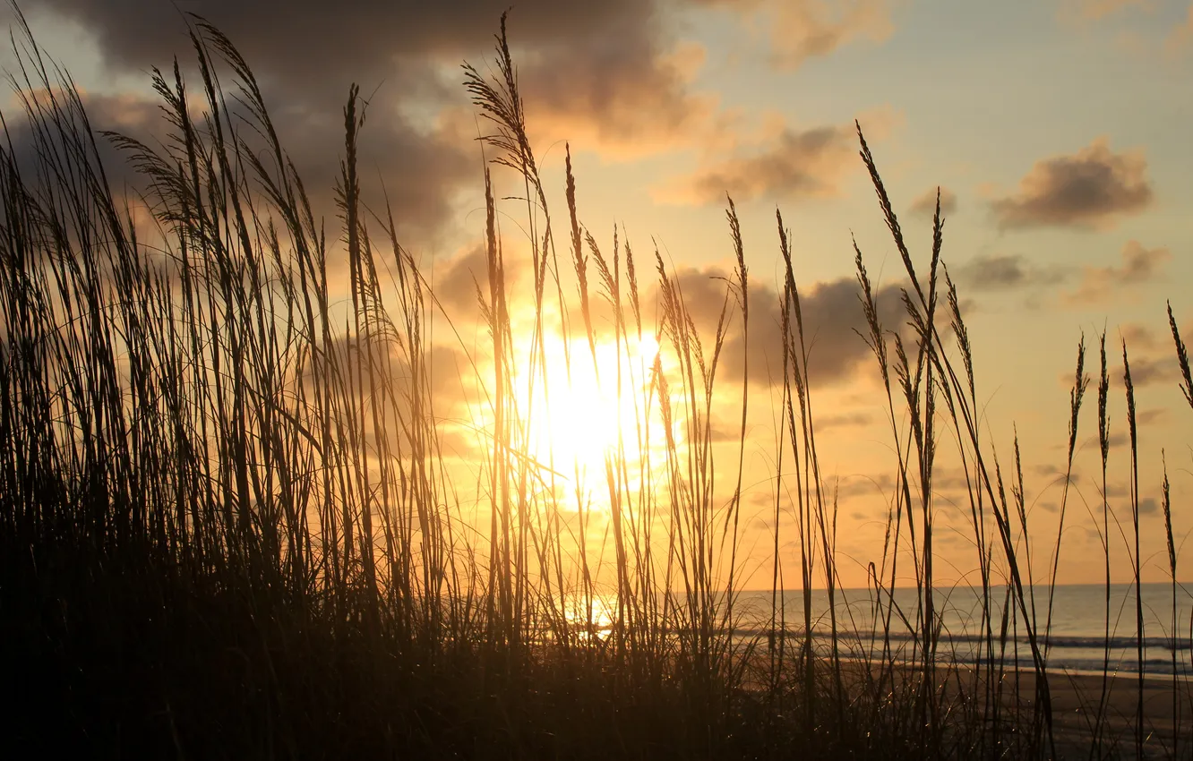 Photo wallpaper sand, sea, grass, the sun, clouds, sunset