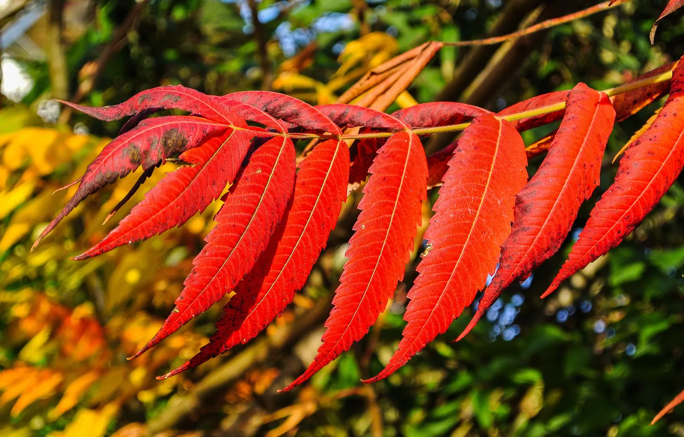 Photo wallpaper autumn, leaves, branch, the crimson