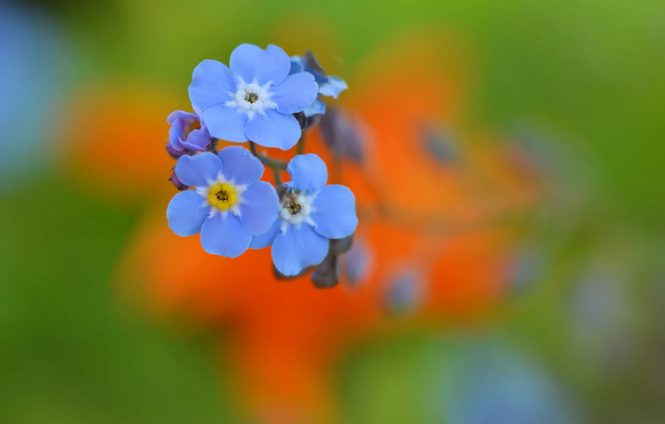 Photo wallpaper flowers, nature, plant, petals