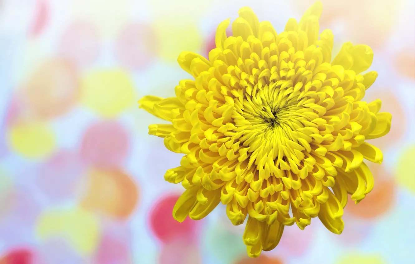 Photo wallpaper flowers, background, chrysanthemum