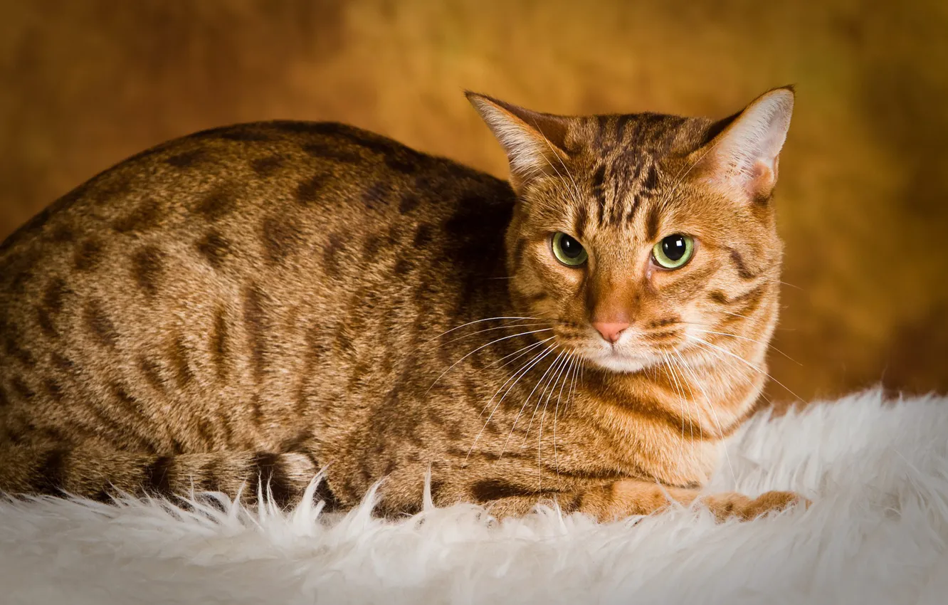 Photo wallpaper cat, cat Boris, Cat HD