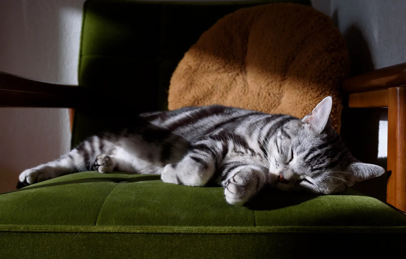 Photo wallpaper cat, cat, pose, comfort, grey, background, room, sleep