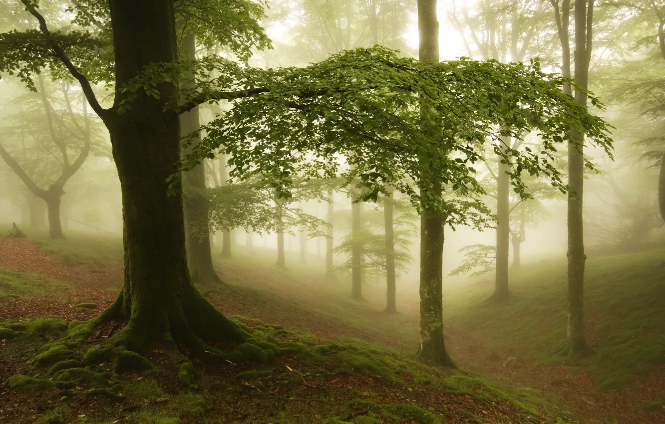Photo wallpaper forest, nature, fog