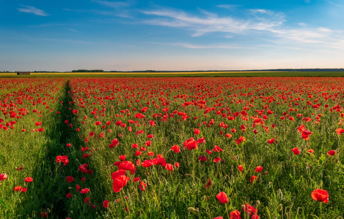 Photo wallpaper summer, the sky, red, blue, Maki, track, path, poppy field
