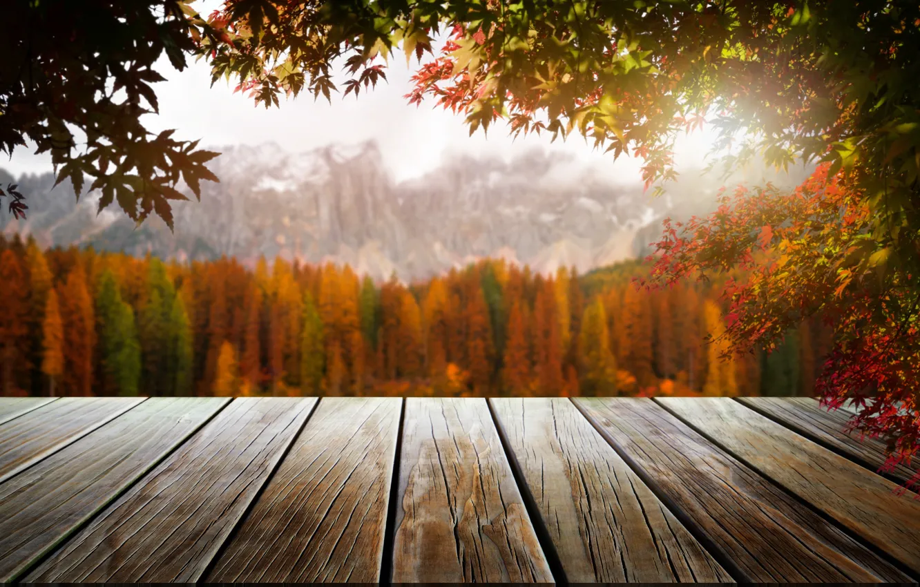Photo wallpaper autumn, leaves, trees, Park, forest, nature, wood, park