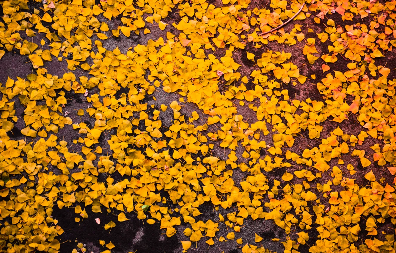 Photo wallpaper autumn, leaves, nature