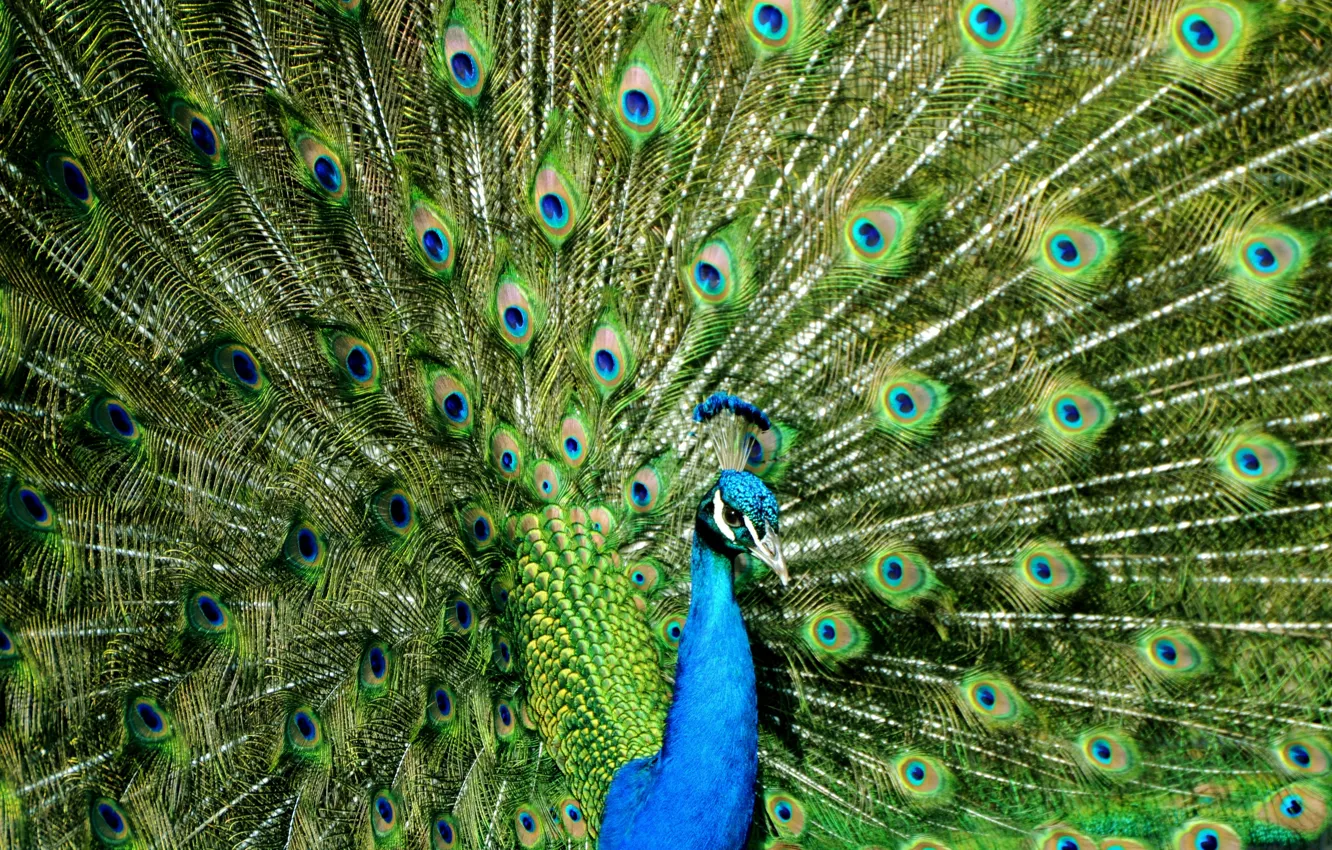 Photo wallpaper color, beauty, peacock, color