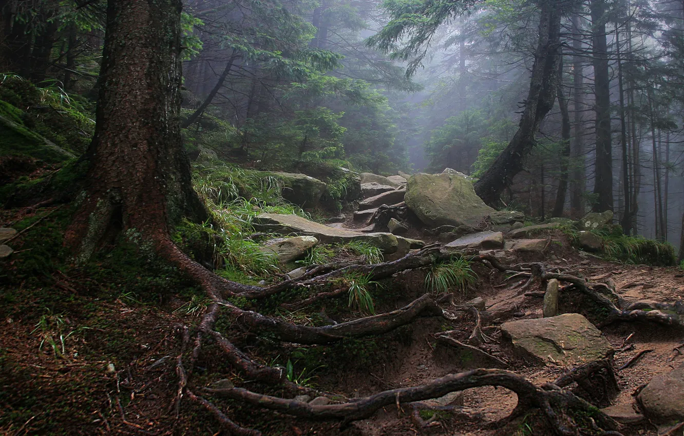 Photo wallpaper forest, trees, nature, roots, fog, stones, Alexey Milokost