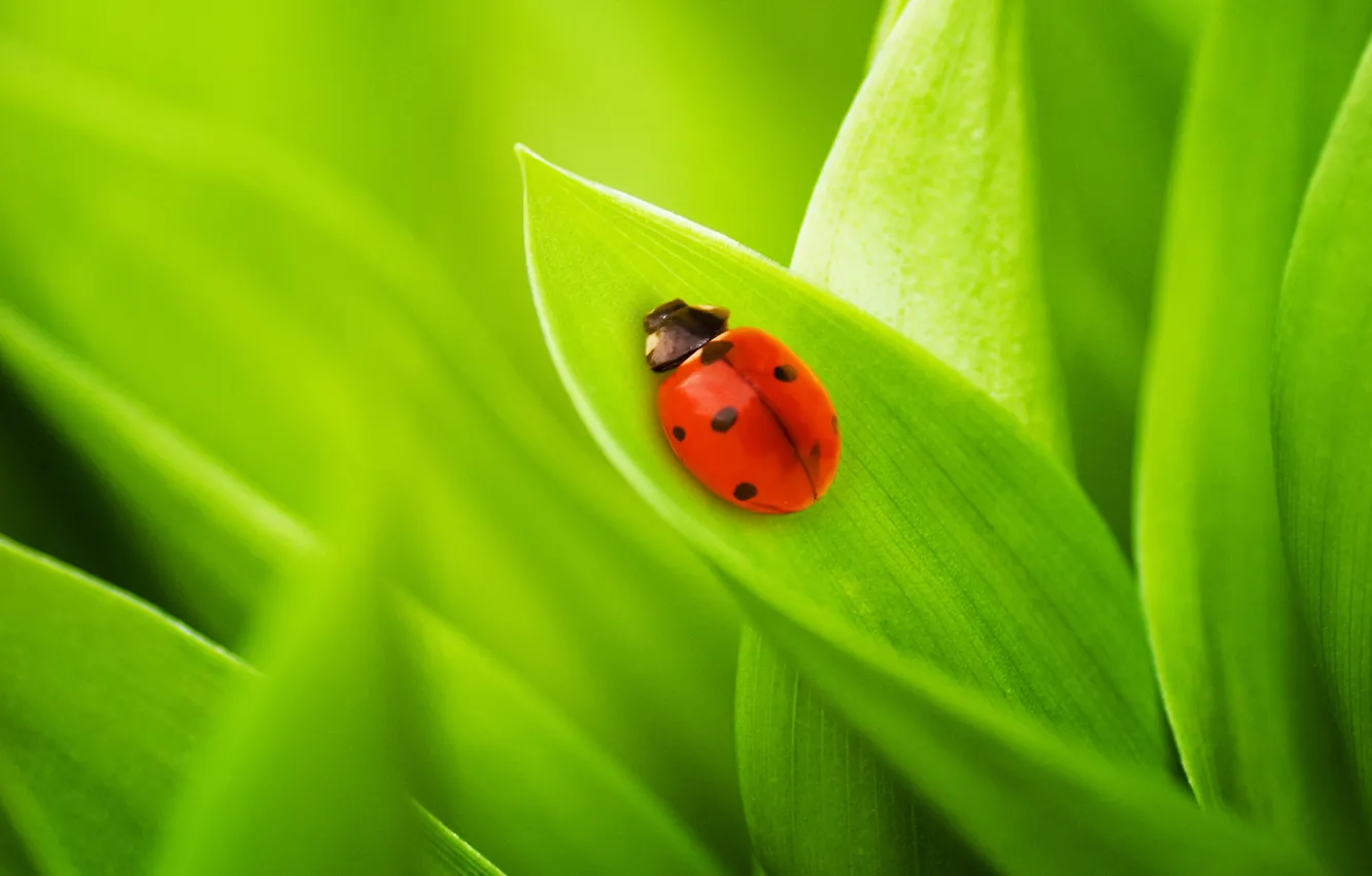 Photo wallpaper grass, leaves, nature, ladybug, beetle, grass, nature, green macro