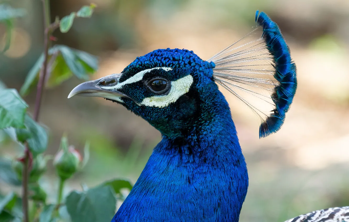 Photo wallpaper bird, portrait, peacock