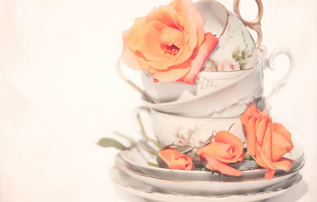 Photo wallpaper roses, Cup, buds, saucers