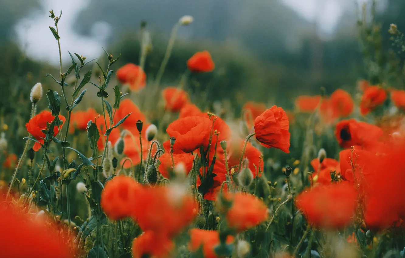 Photo wallpaper summer, flowers, red, Maki, bokeh, poppy field