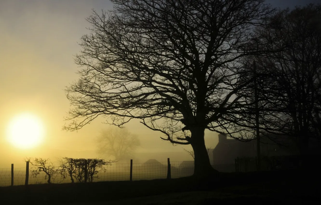 Photo wallpaper fog, house, morning, fence