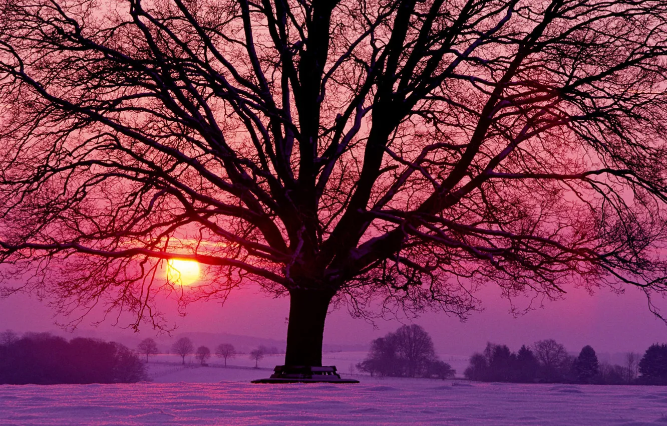 Photo wallpaper the sun, snow, trees, sunset, red, tree, lilac, Winter
