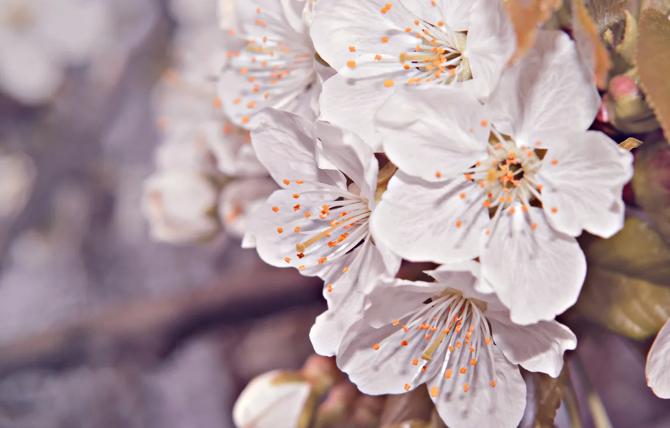 Photo wallpaper flowers, petals, bokeh