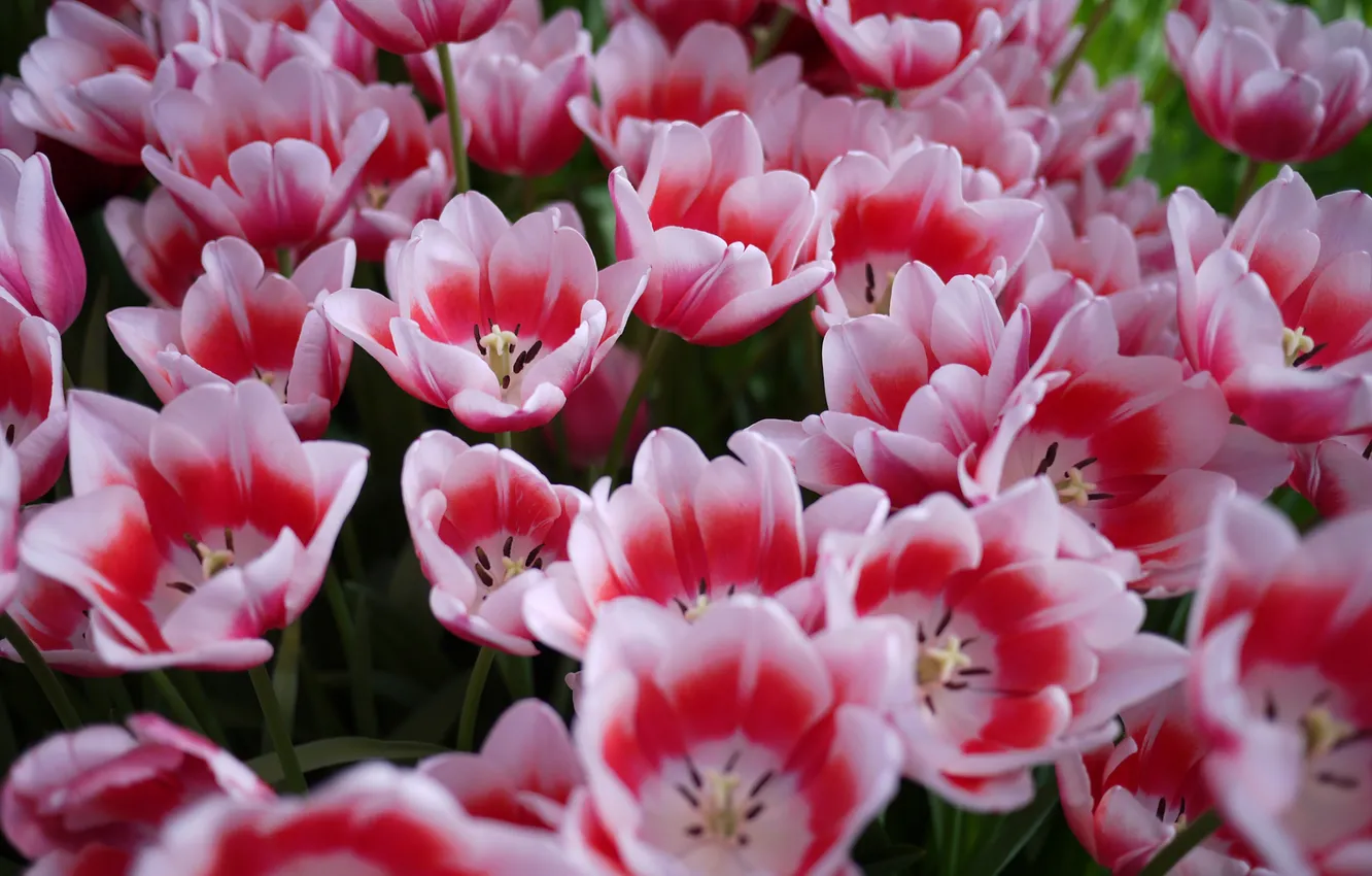 Photo wallpaper flowers, tulips, a lot, pink and white