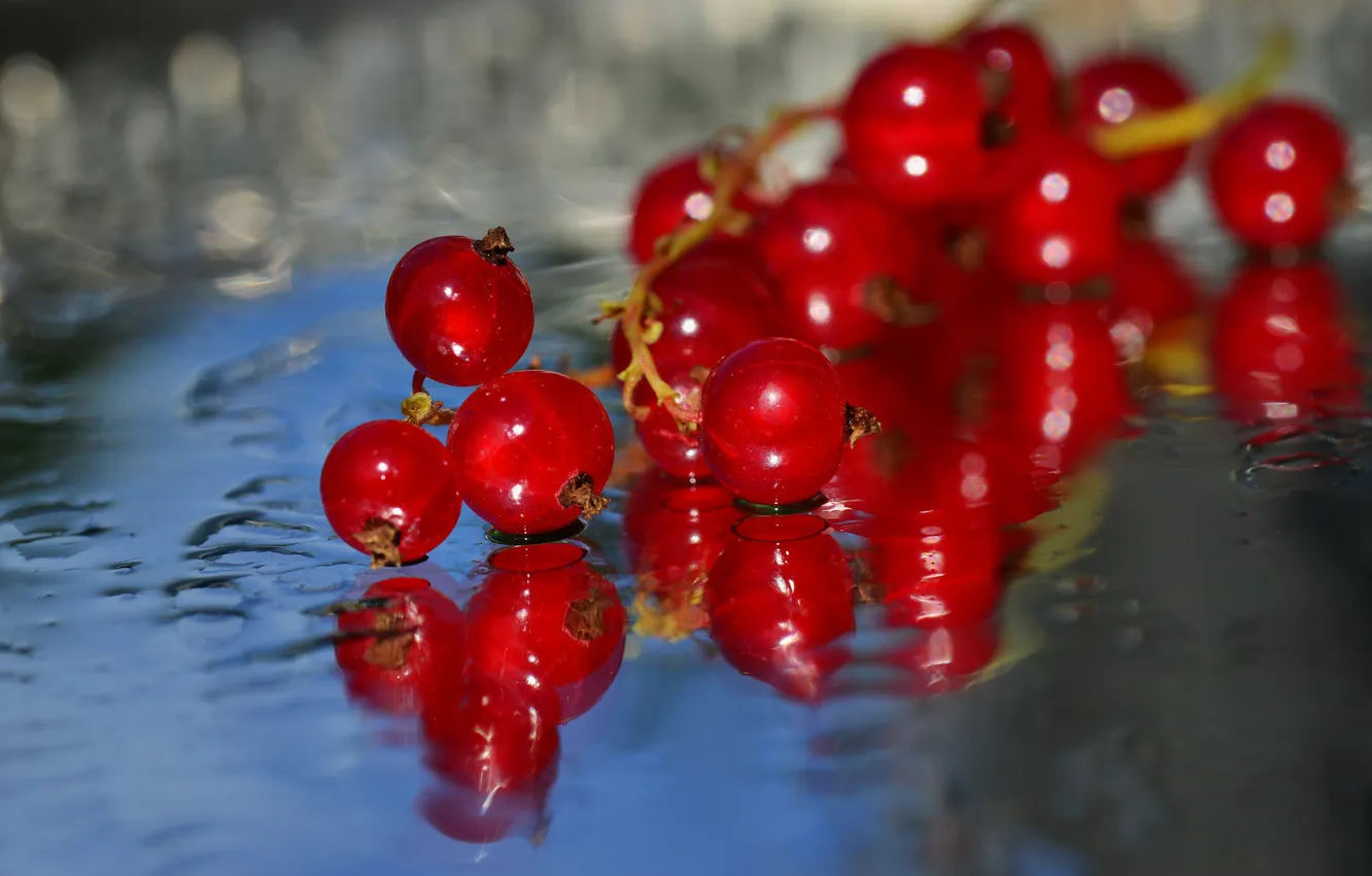 Photo wallpaper water, berries, sprig, red currant, porecki