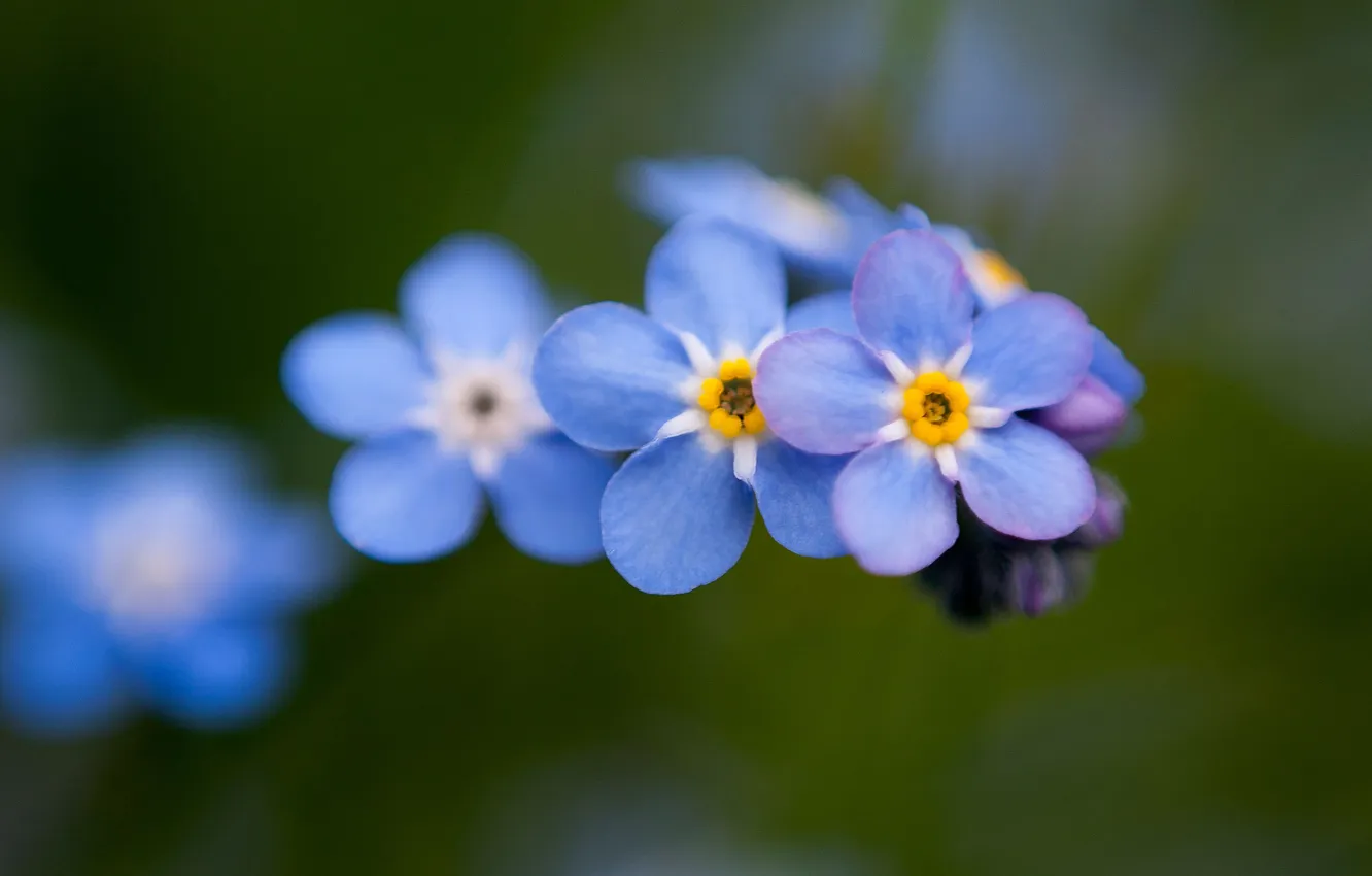 Photo wallpaper macro, flowers, nature, blue, forget-me-nots