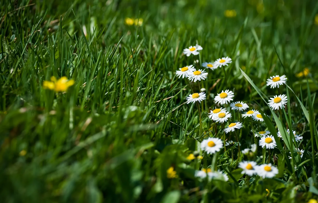 Photo wallpaper grass, flowers, nature, spring