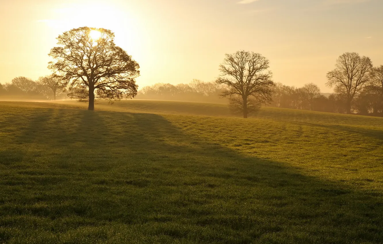 Photo wallpaper field, trees, landscape, fog, morning