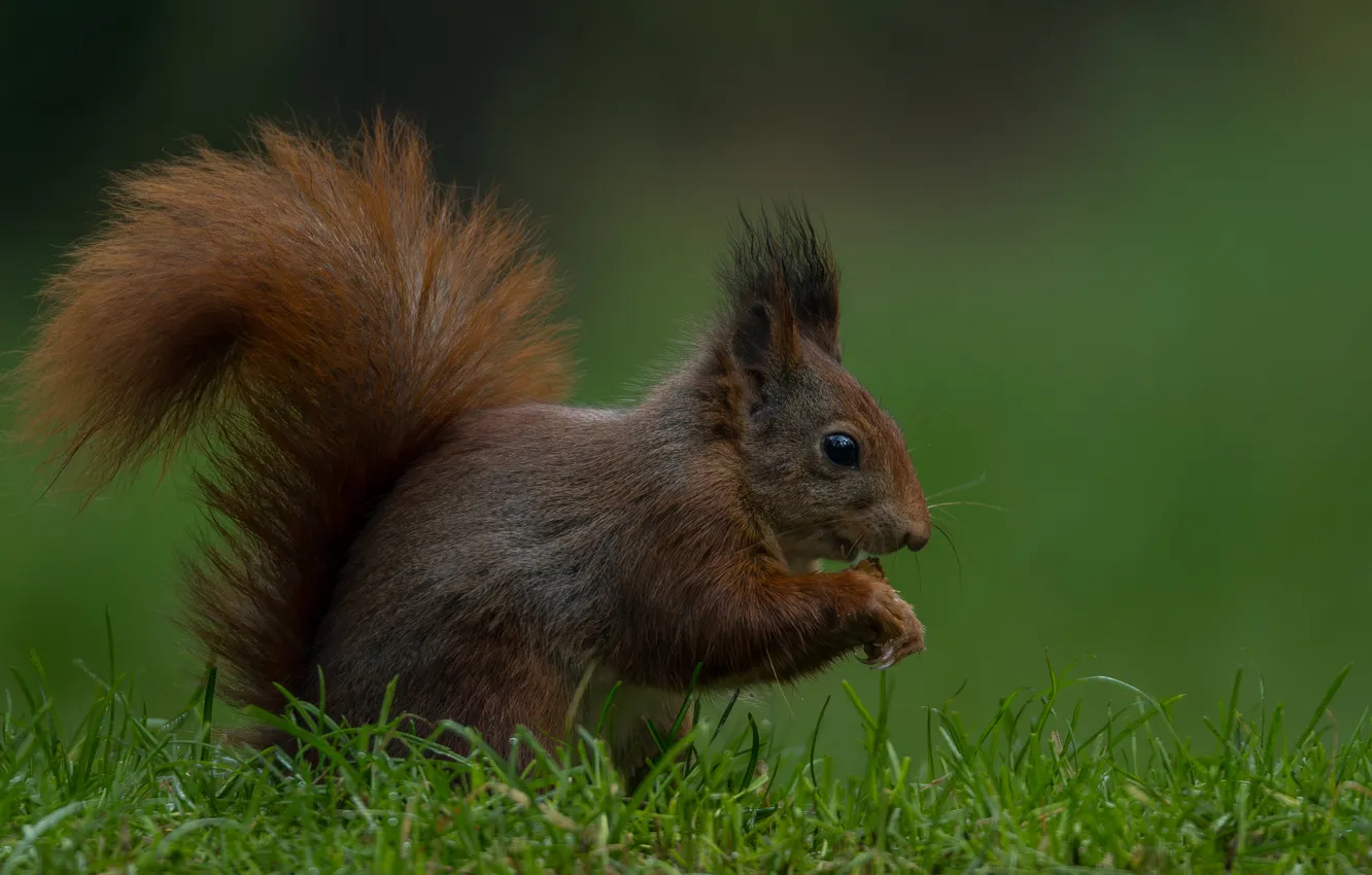 Photo wallpaper protein, red, rodent