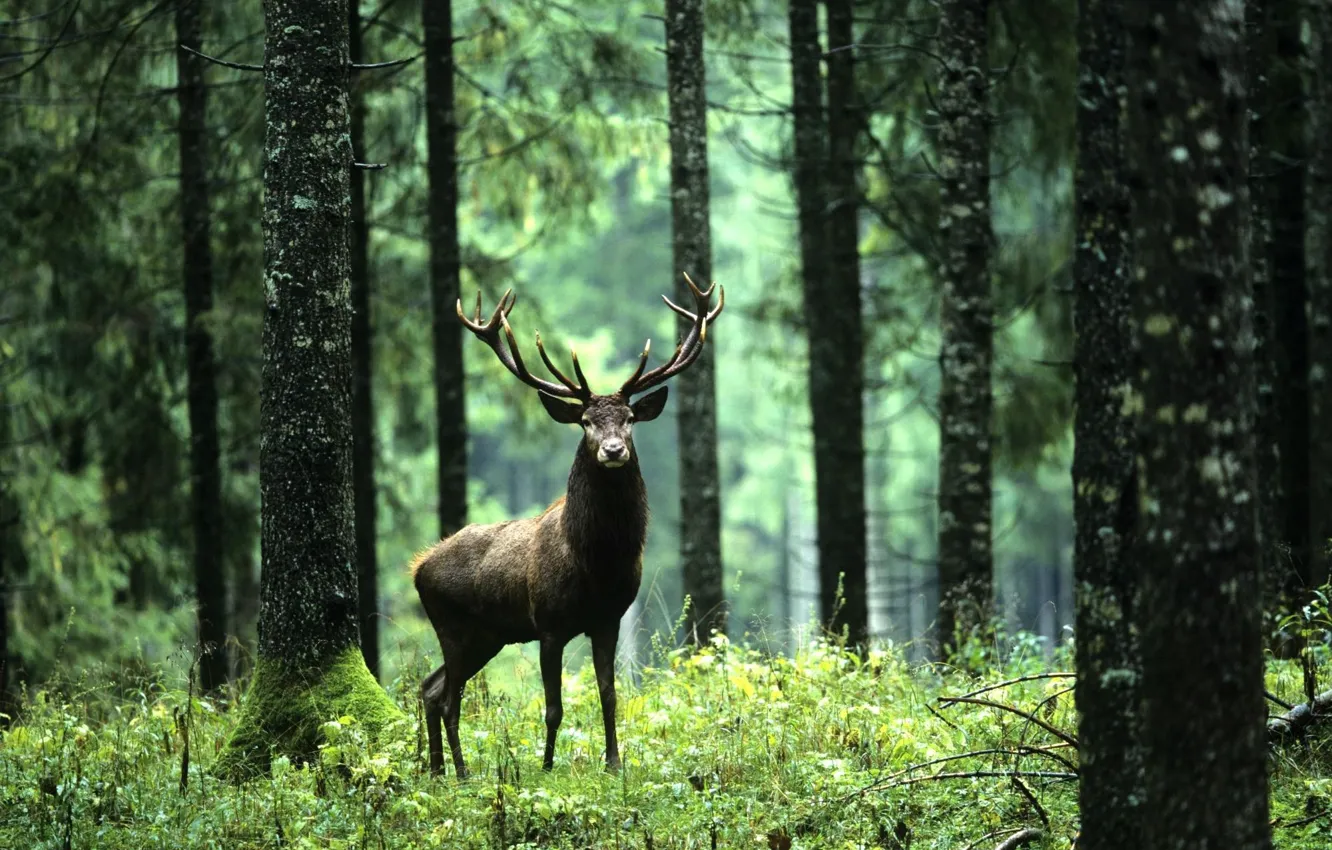 Photo wallpaper green, woods, animal, deer, wildlife