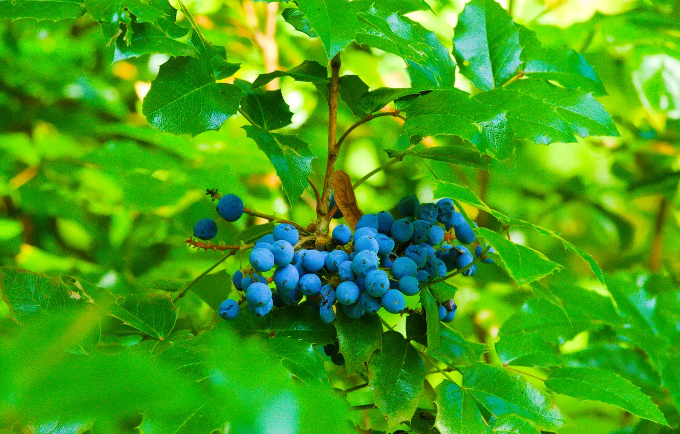 Photo wallpaper blue, fruit, leaf, plant