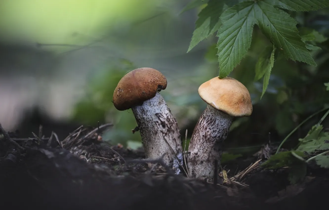 Photo wallpaper leaves, background, mushrooms