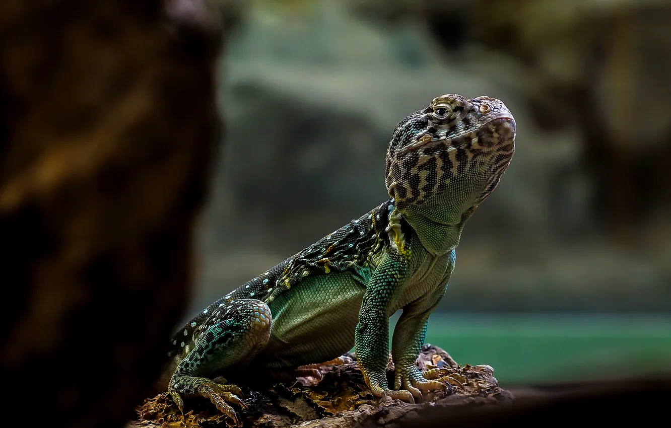 Photo wallpaper look, nature, pose, lizard, Agama, iguana