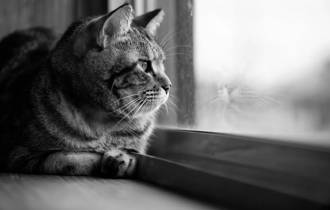 Photo wallpaper cat, cat, look, glass, reflection, window, black and white